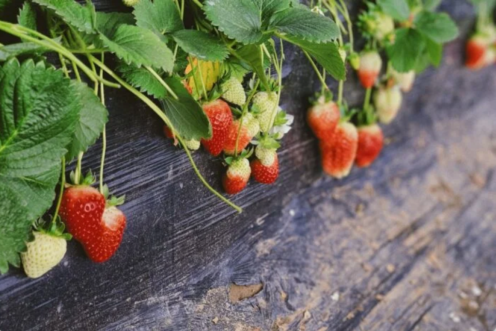 Strawberries hanging from a planter